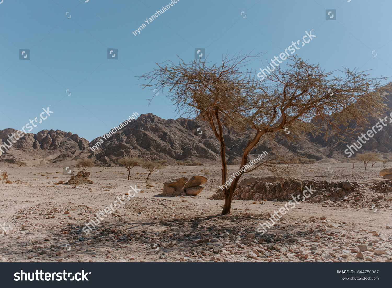 シナイ砂漠の木と山 エジプト シャルム エル シェイク近く の写真素材 今すぐ編集