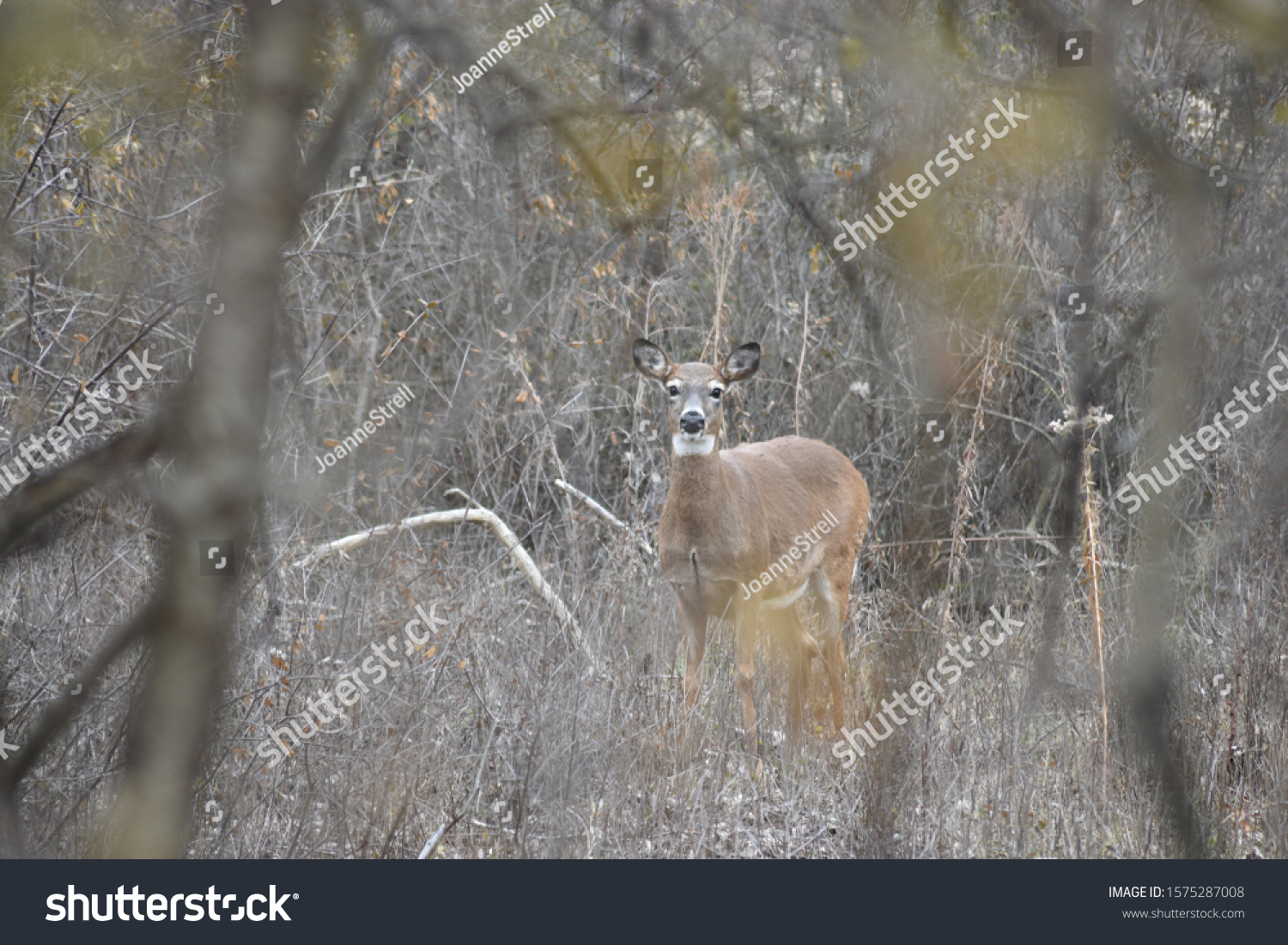 Single Adult White Tailed Deer Woodlands Stock Photo Edit Now 1575287008