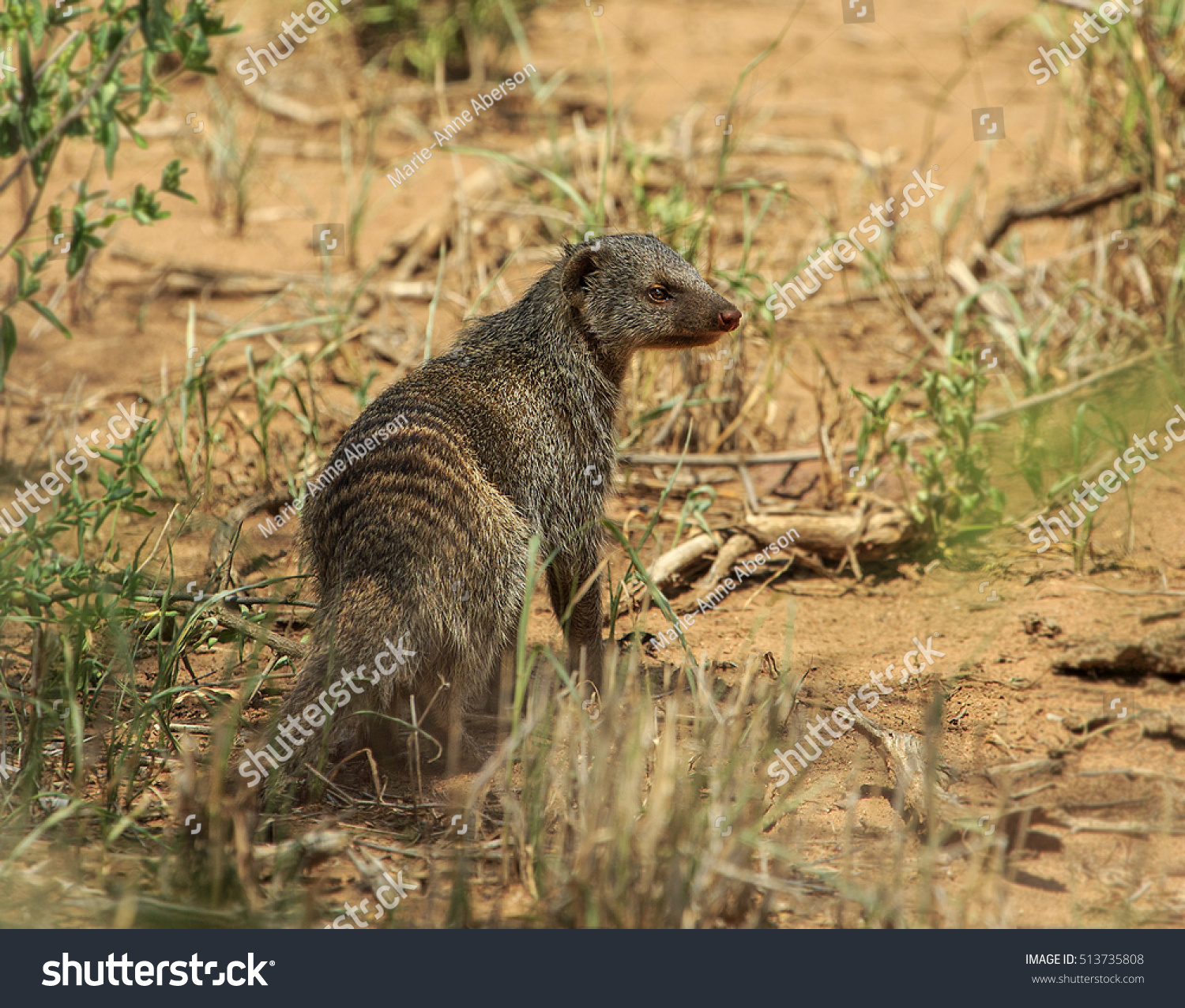 mongoose alert