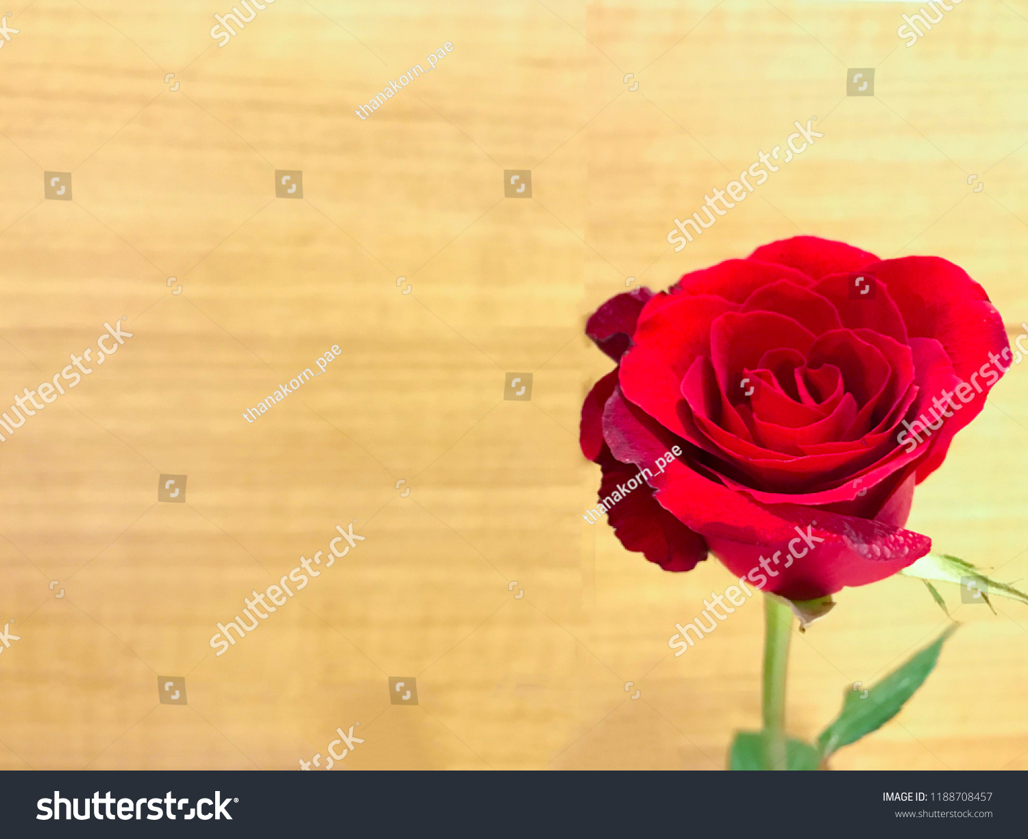 Single Beautiful Real Red Rose Flower Nature Backgrounds