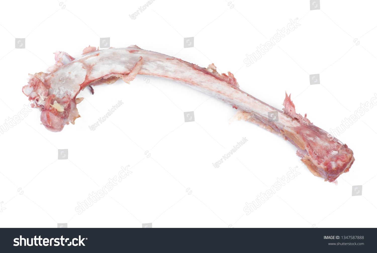  White Classic  Template Design Featuring Single Bone with Flesh Isolated