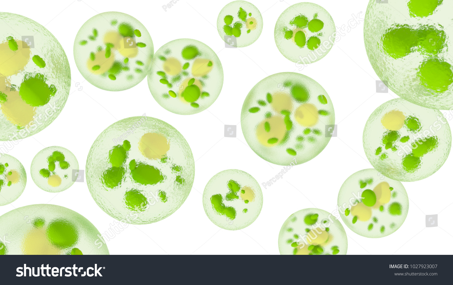 脂質滴を持つ単細胞藻 バイオ燃料の生産 白い背景に顕微鏡下の微細藻類の3dイラスト のイラスト素材