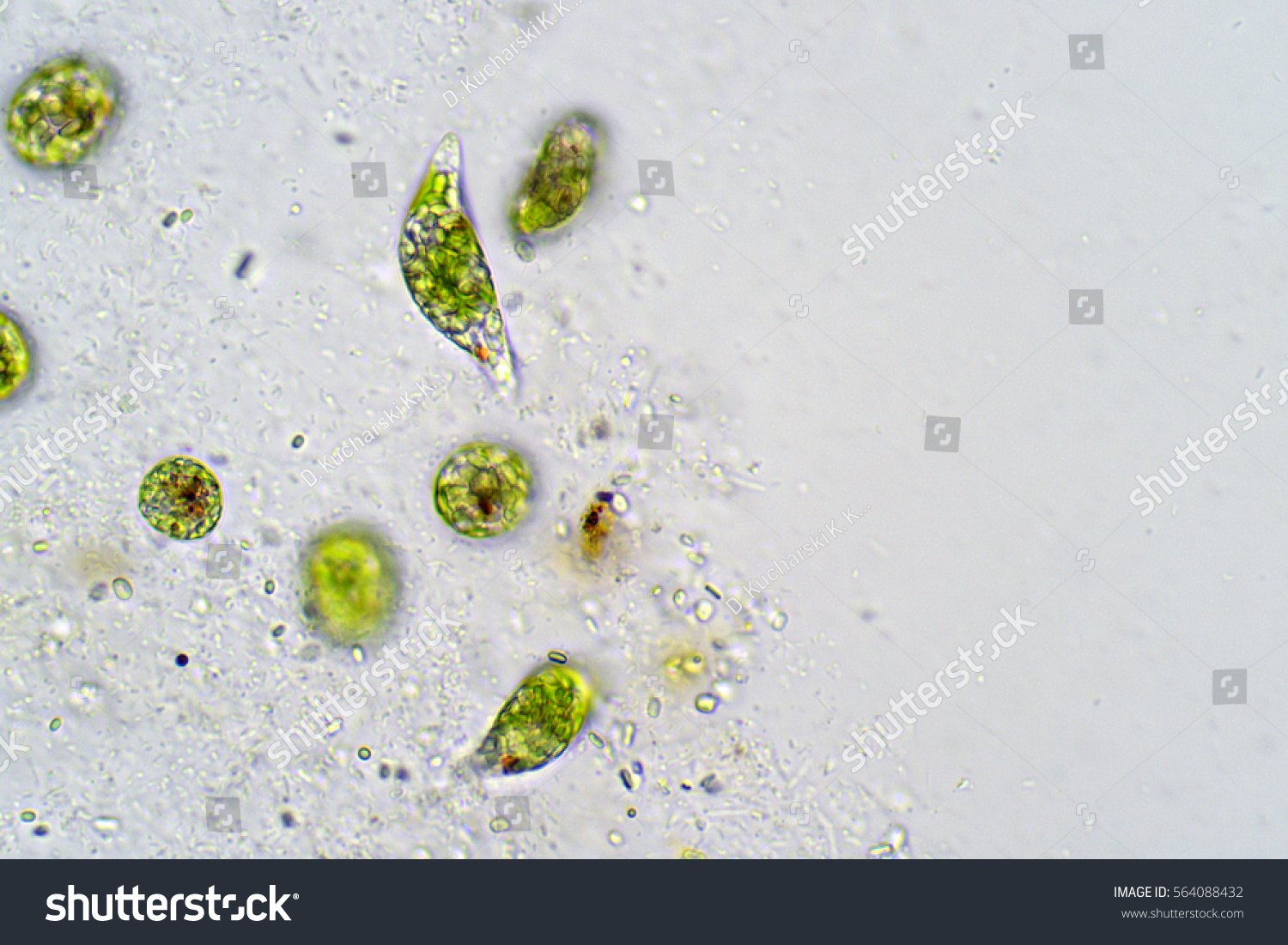 Singlecelled Flagellate Eukaryote Euglena Under Microscope Stock Photo Edit Now 564088432