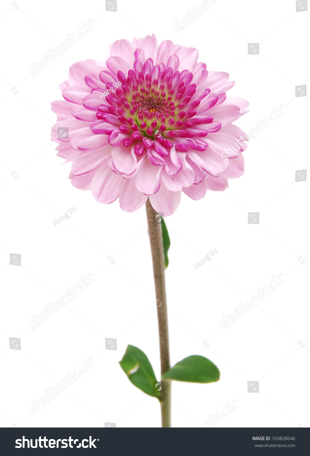 Single Chrysanthemum Flower Head Isolated On White Stock Photo ...