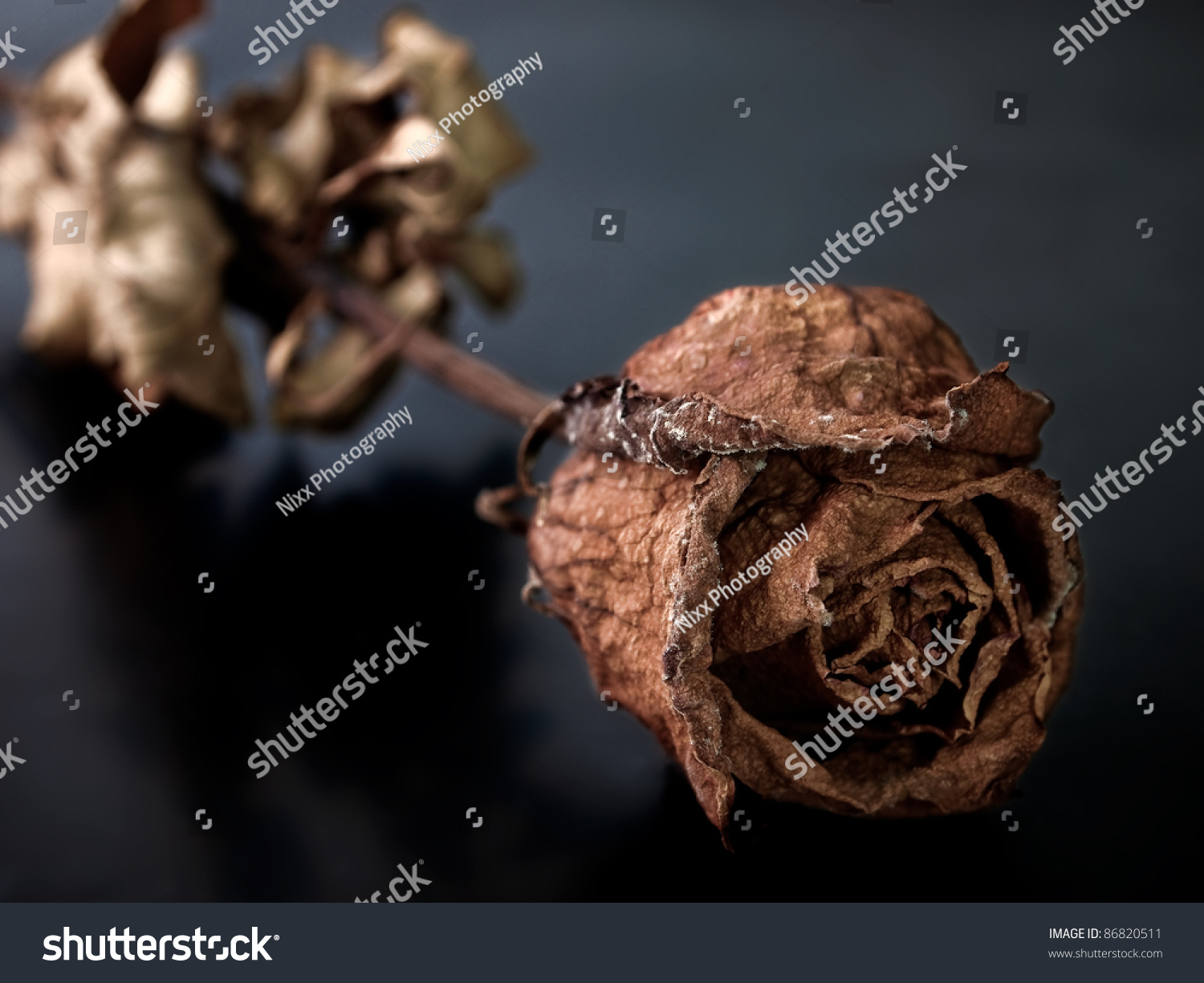 Single Dried Rose, Dead Rose Stock Photo 86820511 : Shutterstock