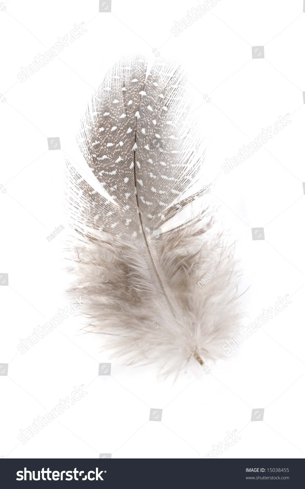 Single Feather On White Stock Photo 15038455 : Shutterstock