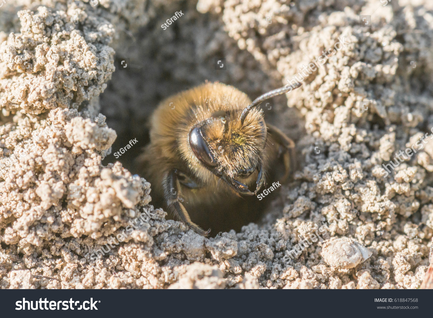 10,306 Ground bee Images, Stock Photos & Vectors | Shutterstock