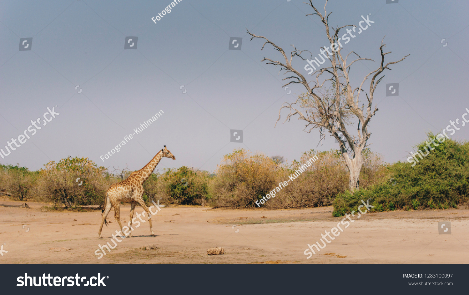 Single Giraffe Walking Across Chobe River Stock Photo Edit Now