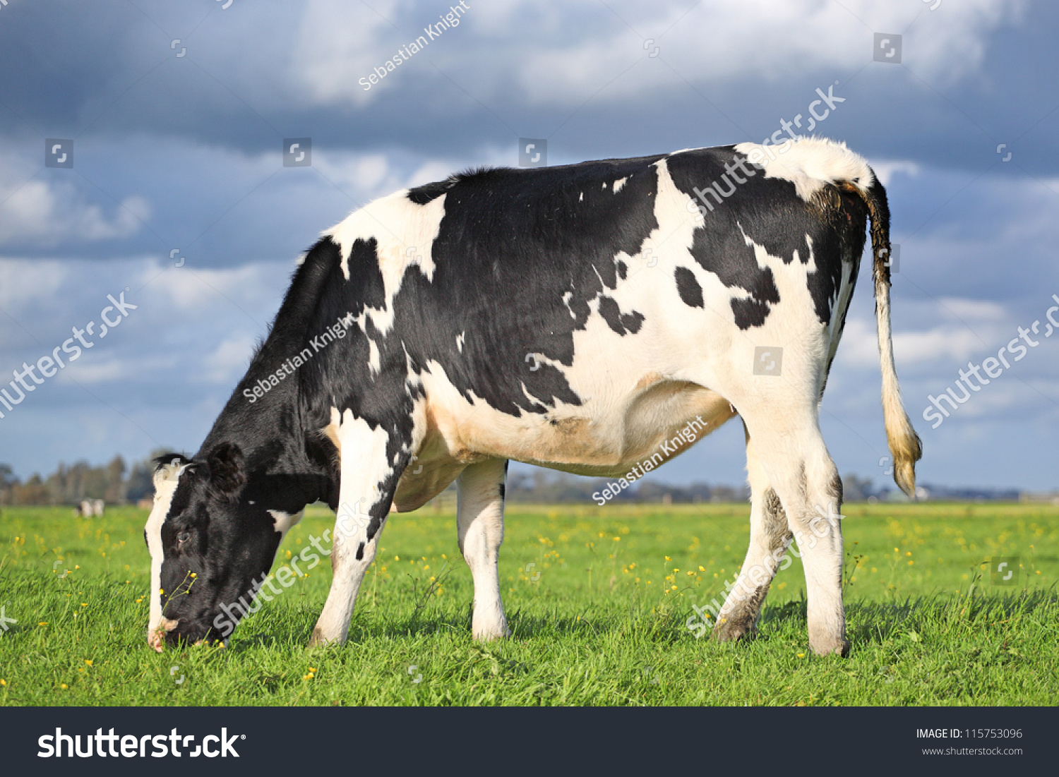 Single Grazing Holstein Cow Field Stock Photo 115753096 - Shutterstock