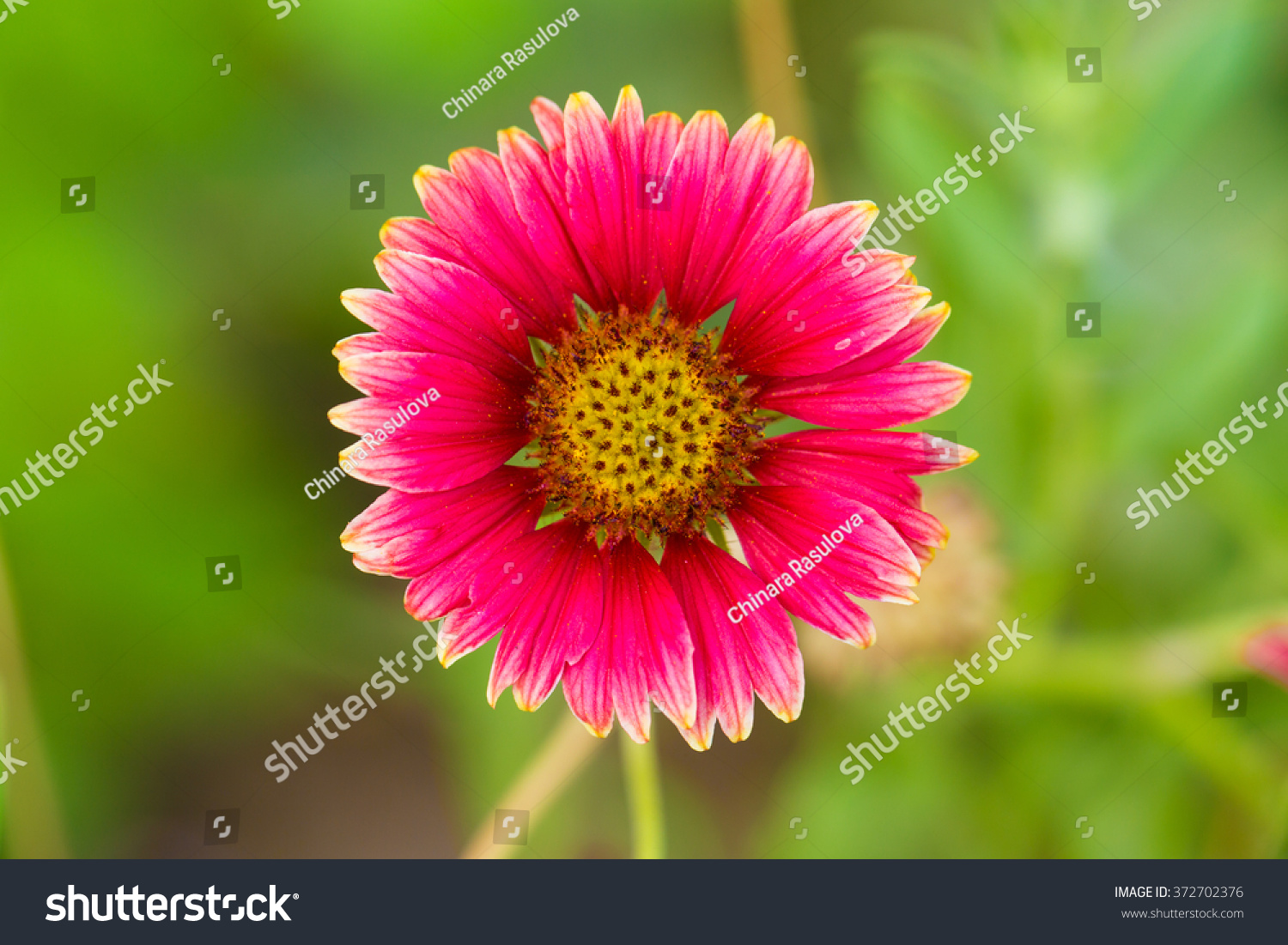 Dating site with green background