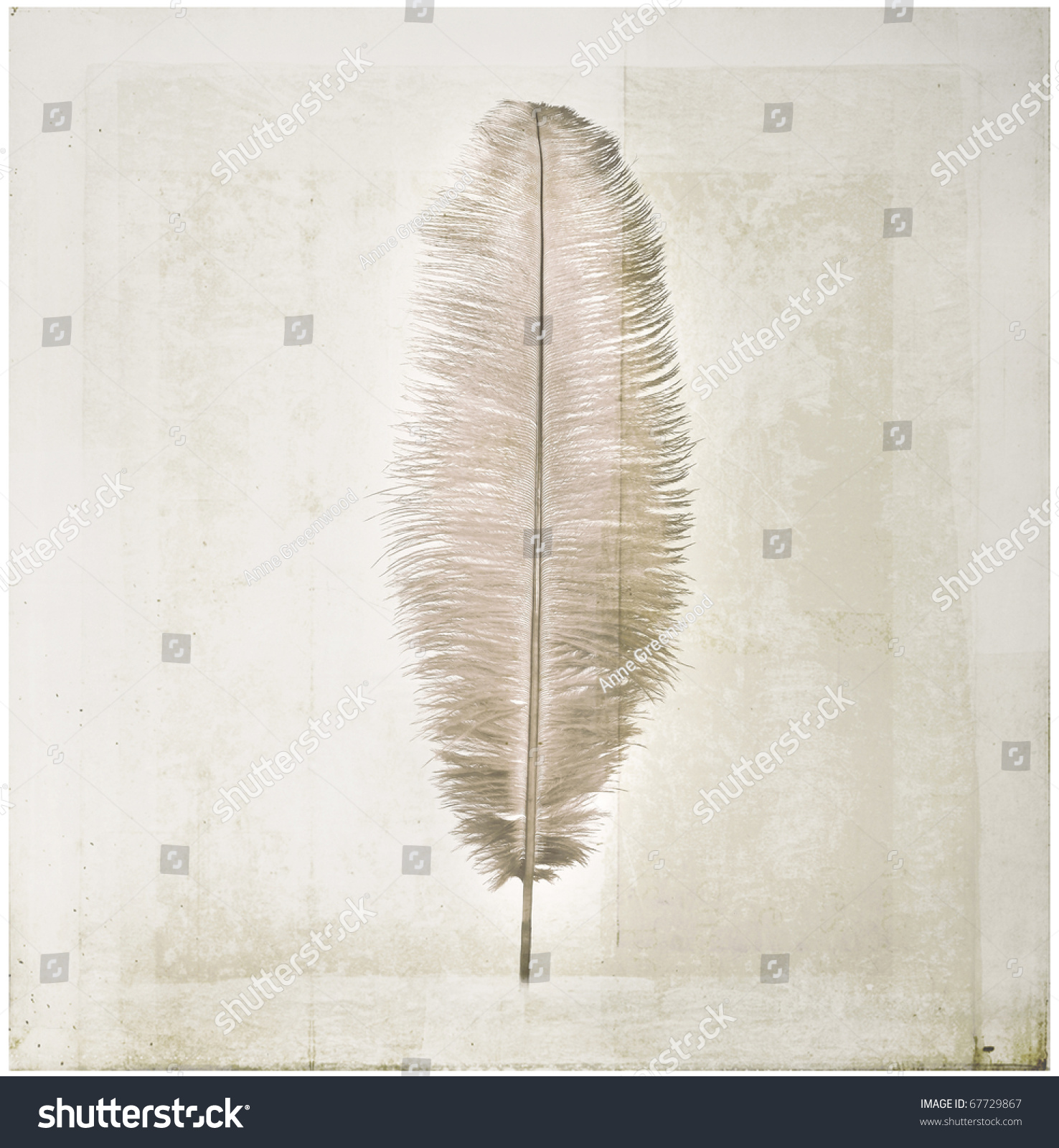 single ostrich feathers