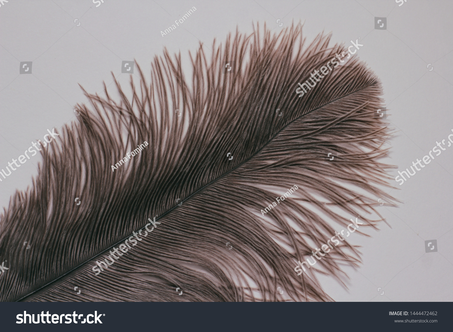 single ostrich feathers