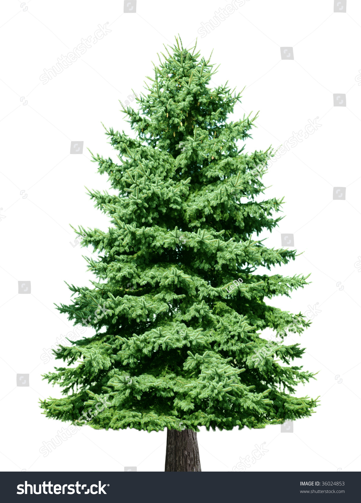 Single Pine Tree Isolated On White Background Stock Photo 36024853 ...