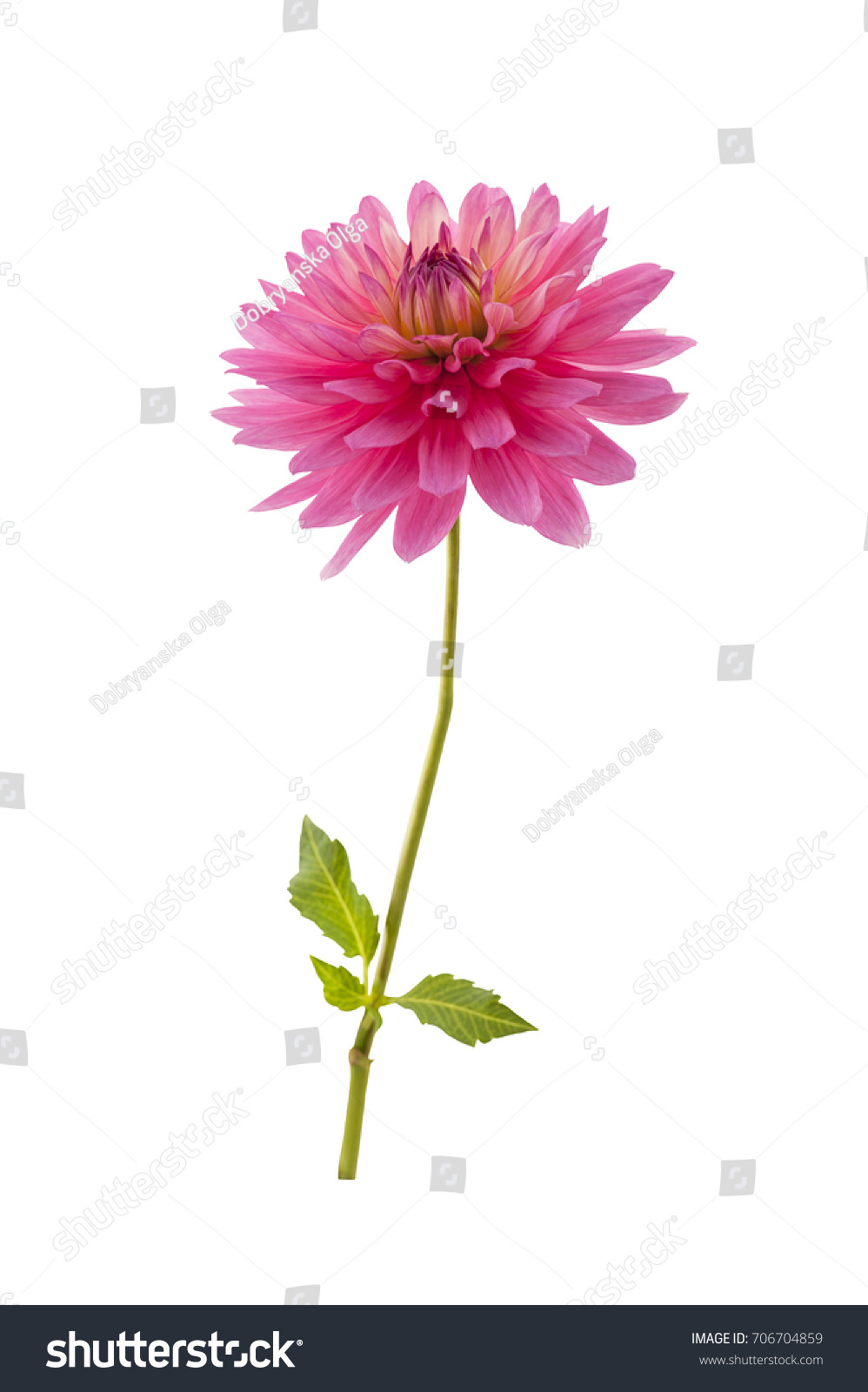 104,650 Pink dahlia Images, Stock Photos & Vectors | Shutterstock