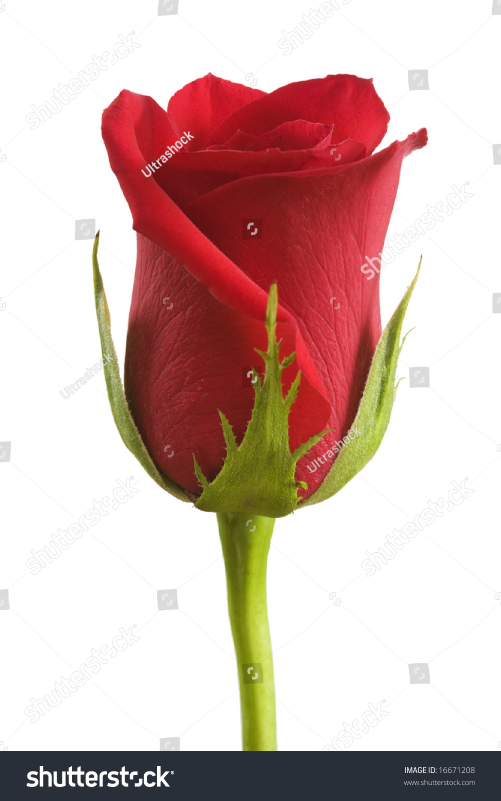 Single Red Rose Bud Isolated On A White Background. Stock Photo ...