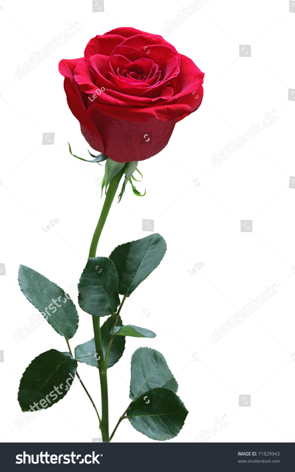 Single Red Rose Leaves Isolated On Stock Photo 71829943 - Shutterstock