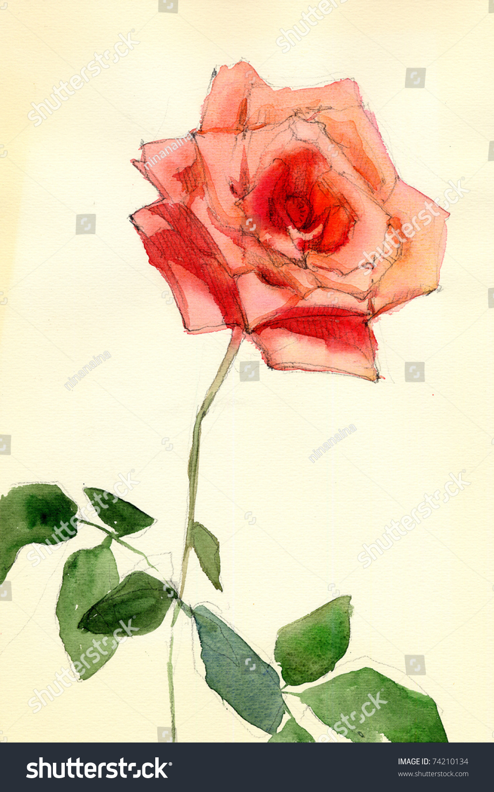 Single Rose, Watercolor Stock Photo 74210134 : Shutterstock