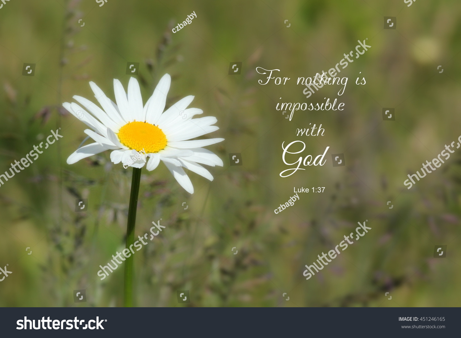 Single Shasta Daisy Flower Bible Verse Stock Photo Edit Now 451246165