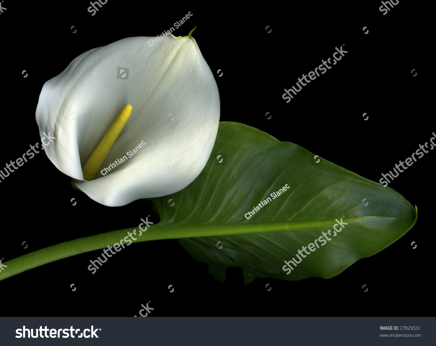 Single White Calla Lily And Green Leaf Against A Dramatic Black ...