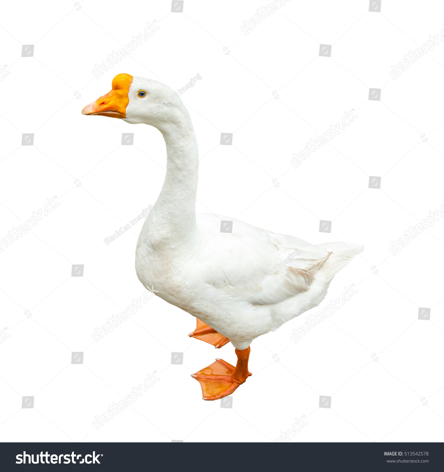 Single White Goose Orange Beak Isolated Stock Photo ...