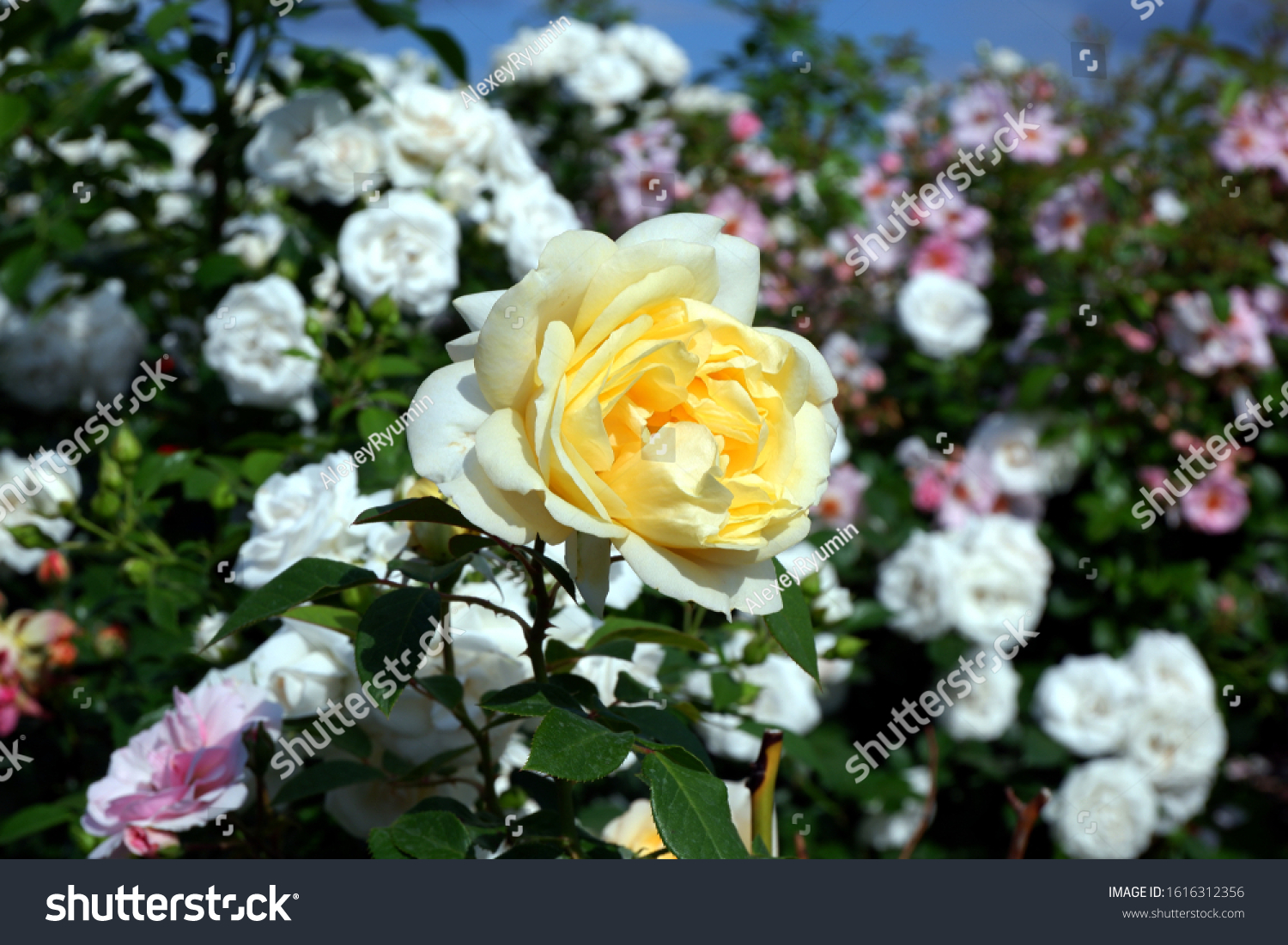 Single yellow rose on rose bush closeup view