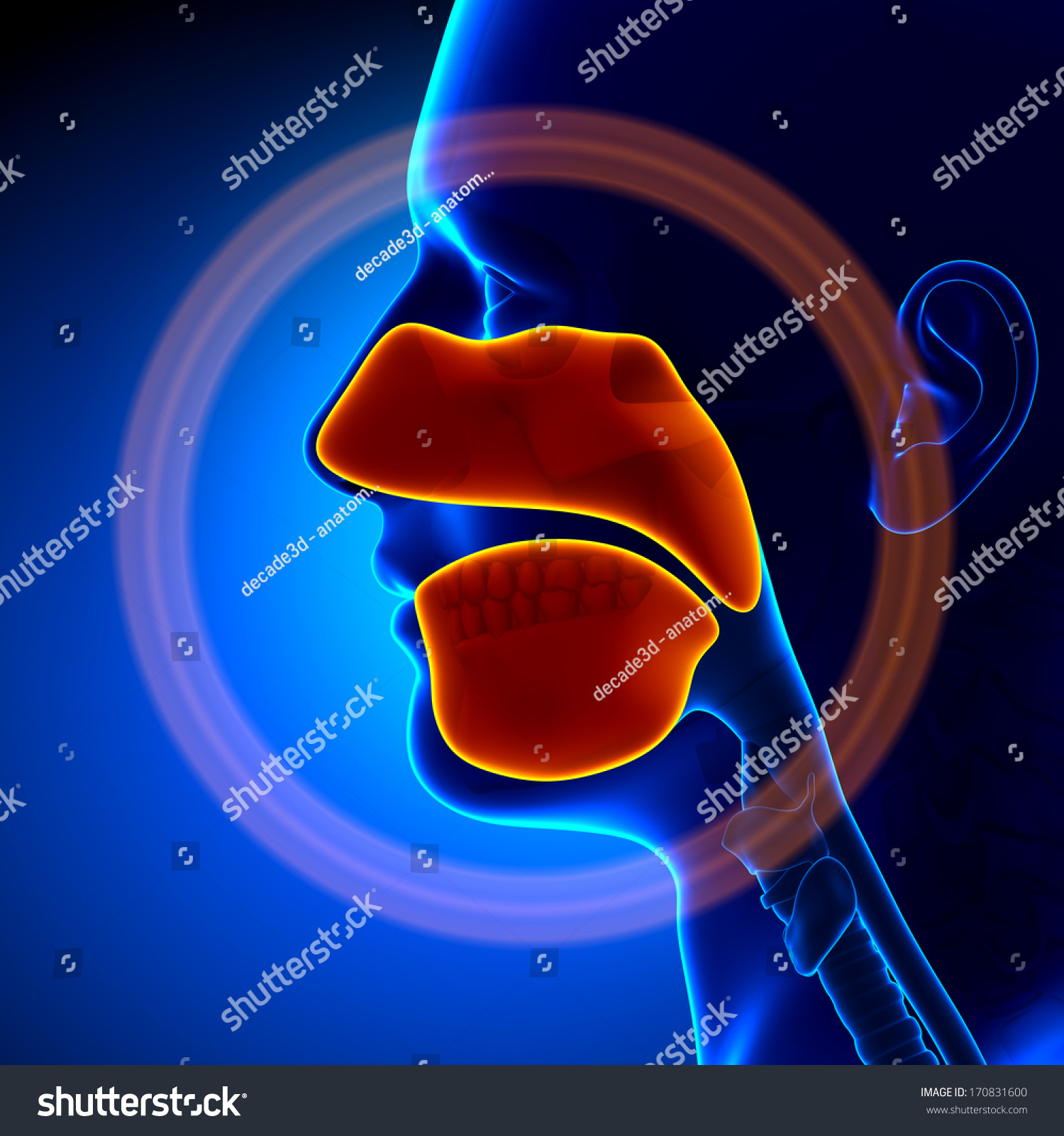 Sinuses Human Anatomy Stock Illustration 170831600 | Shutterstock