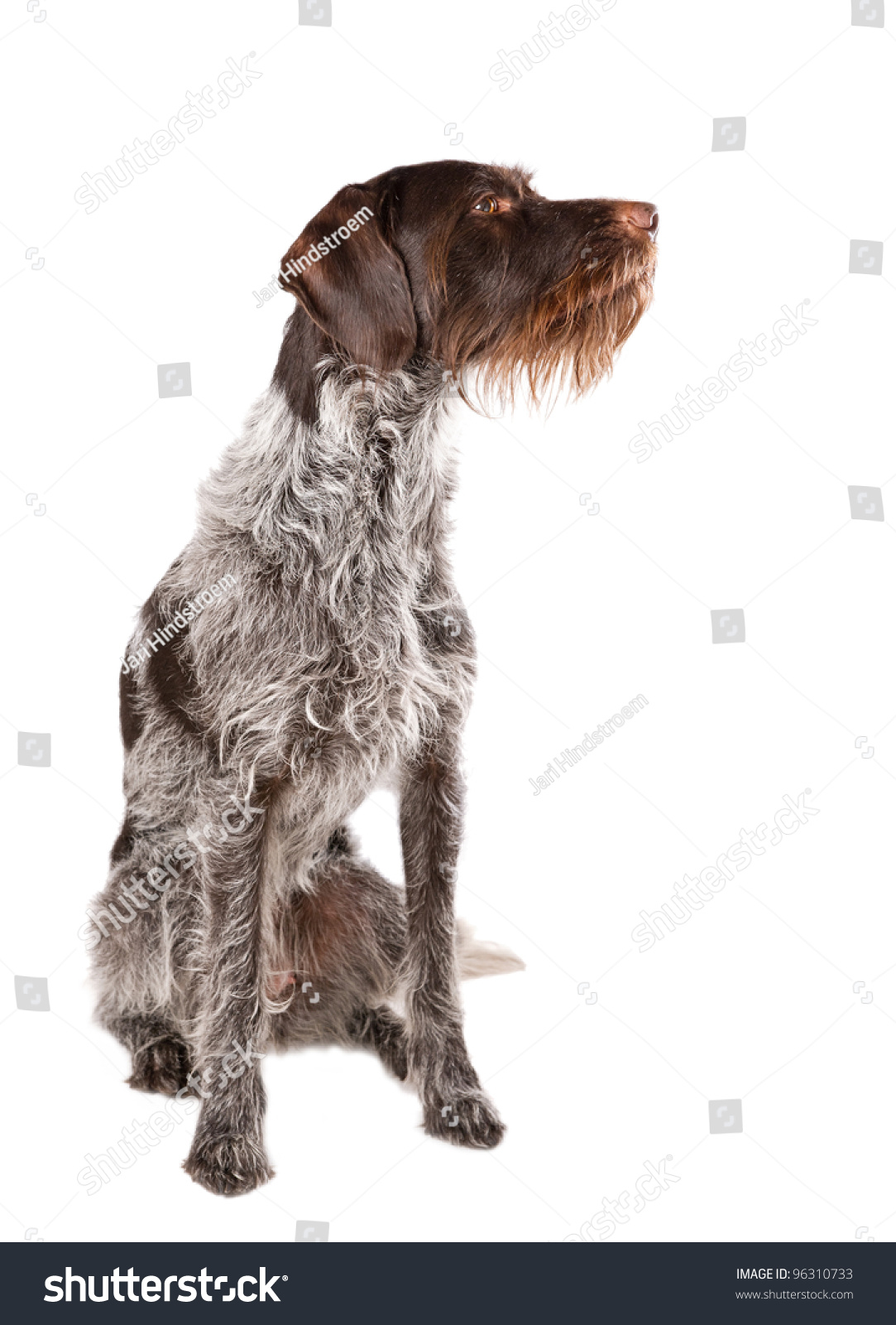 Sitting German Wirehaired Pointer White Background Stock Photo Edit Now 96310733