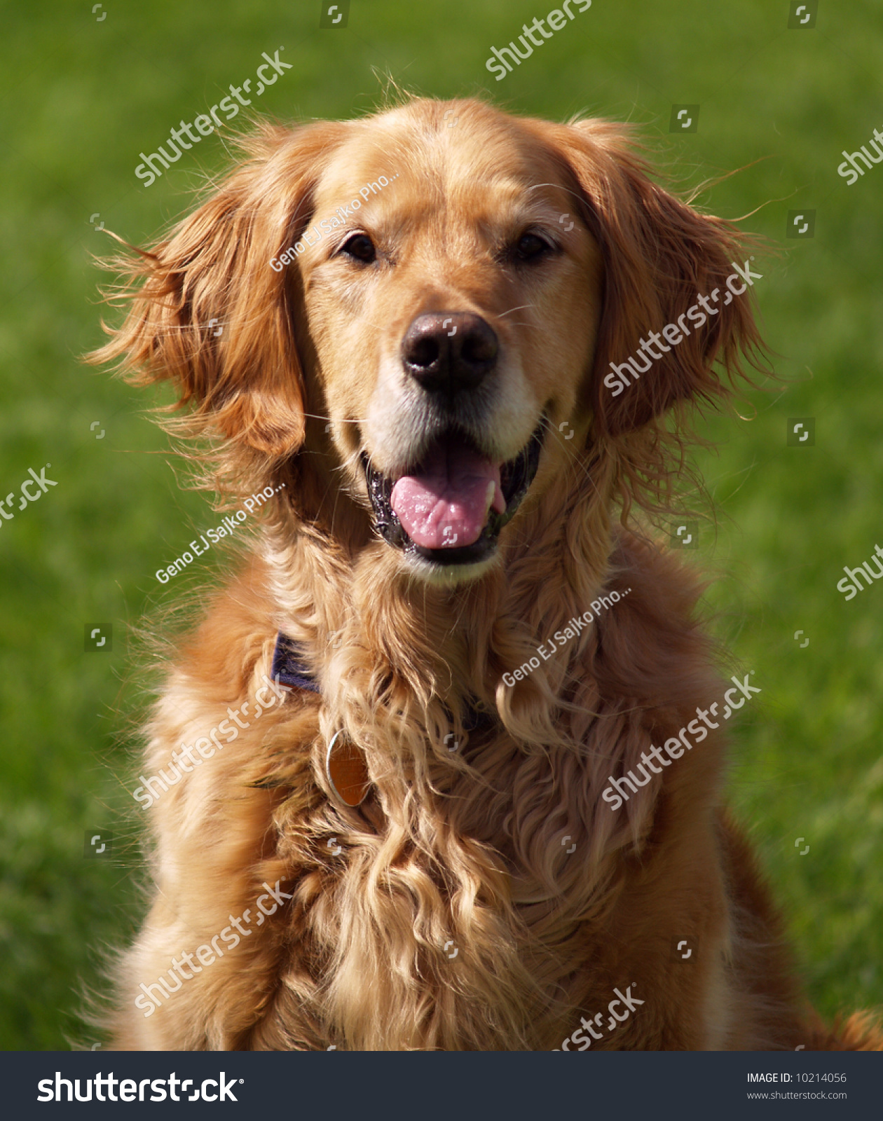 Sitting Golden Retriever. Stock Photo 10214056 : Shutterstock