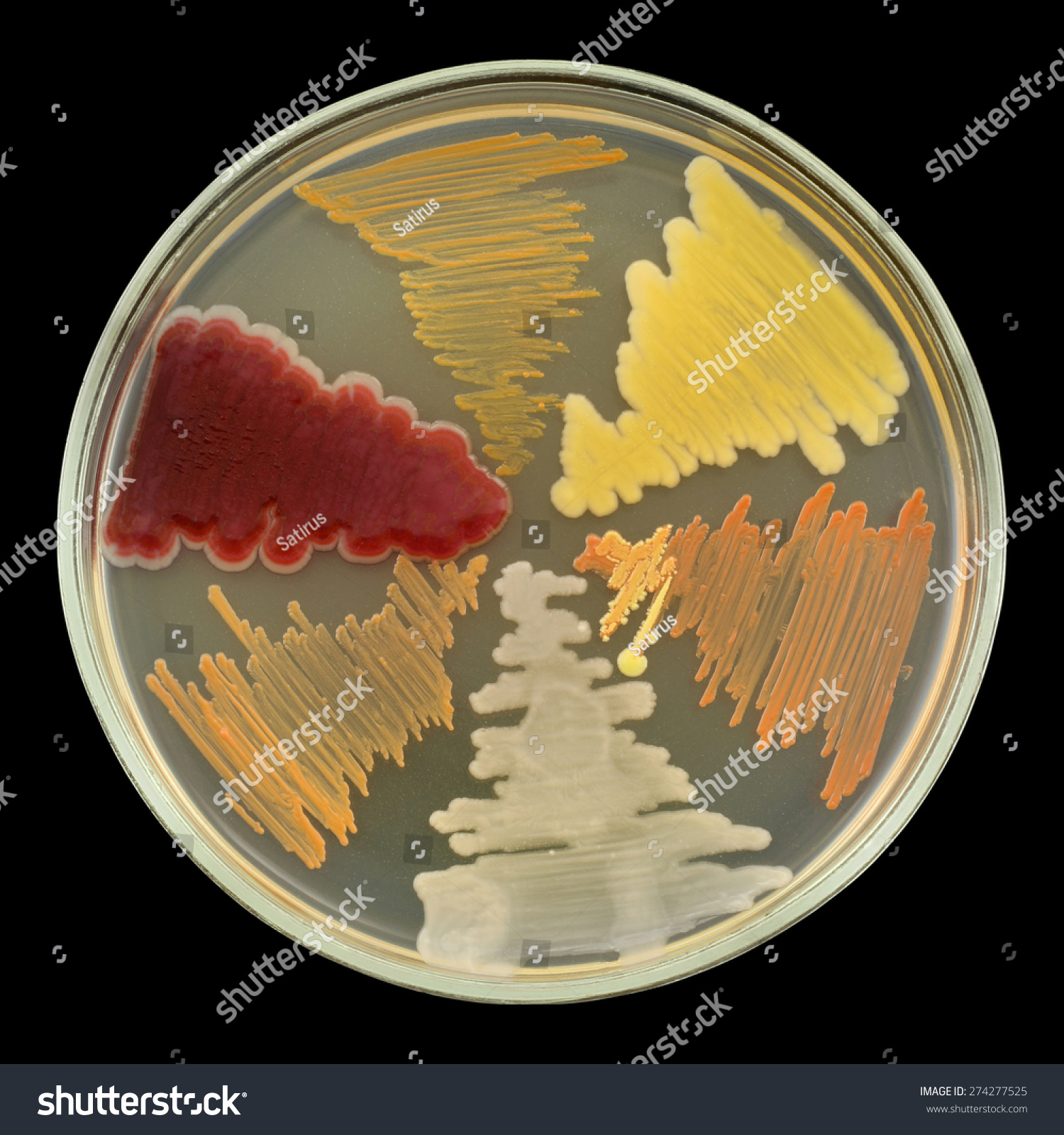 Six Different Color Bacterial Cultures Growth By Sectors On A Petri ...