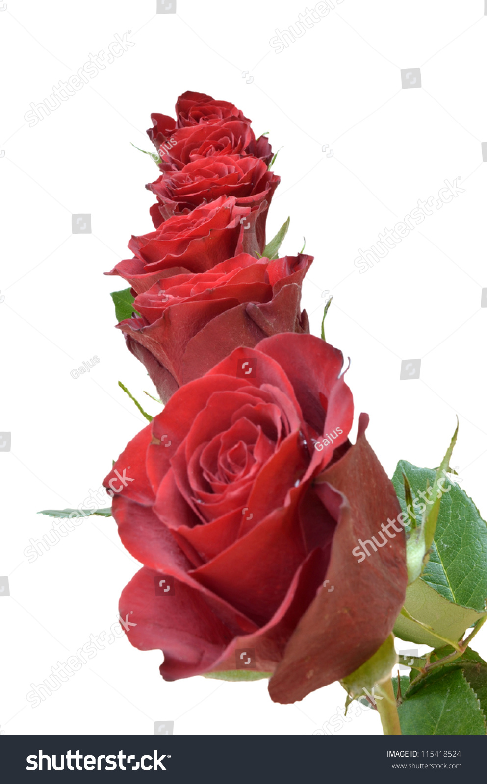 Six Red Roses In A Row, Isolated On A White Background. Stock Photo ...