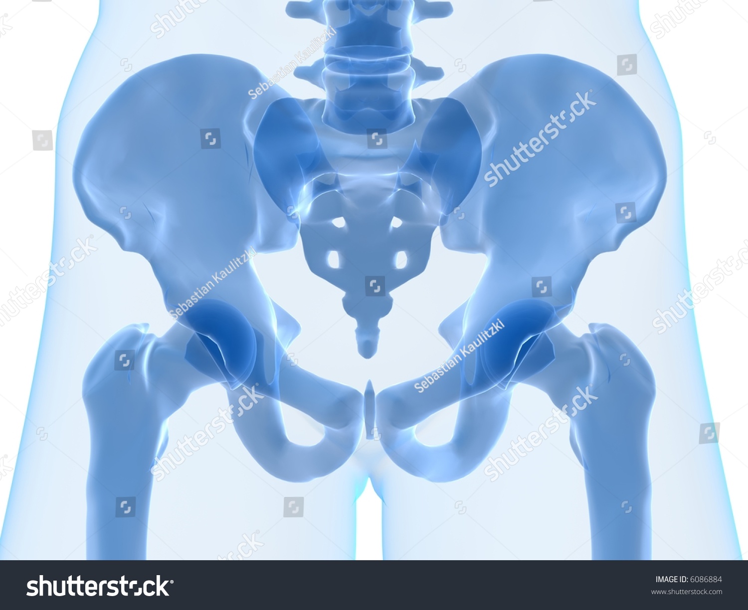 Skeletal Hip Stock Illustration 6086884 Shutterstock