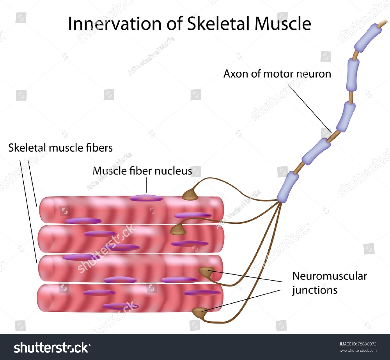 Skeletal Muscle Motor Neuron Motor Unit Stock Illustration 78690073 ...