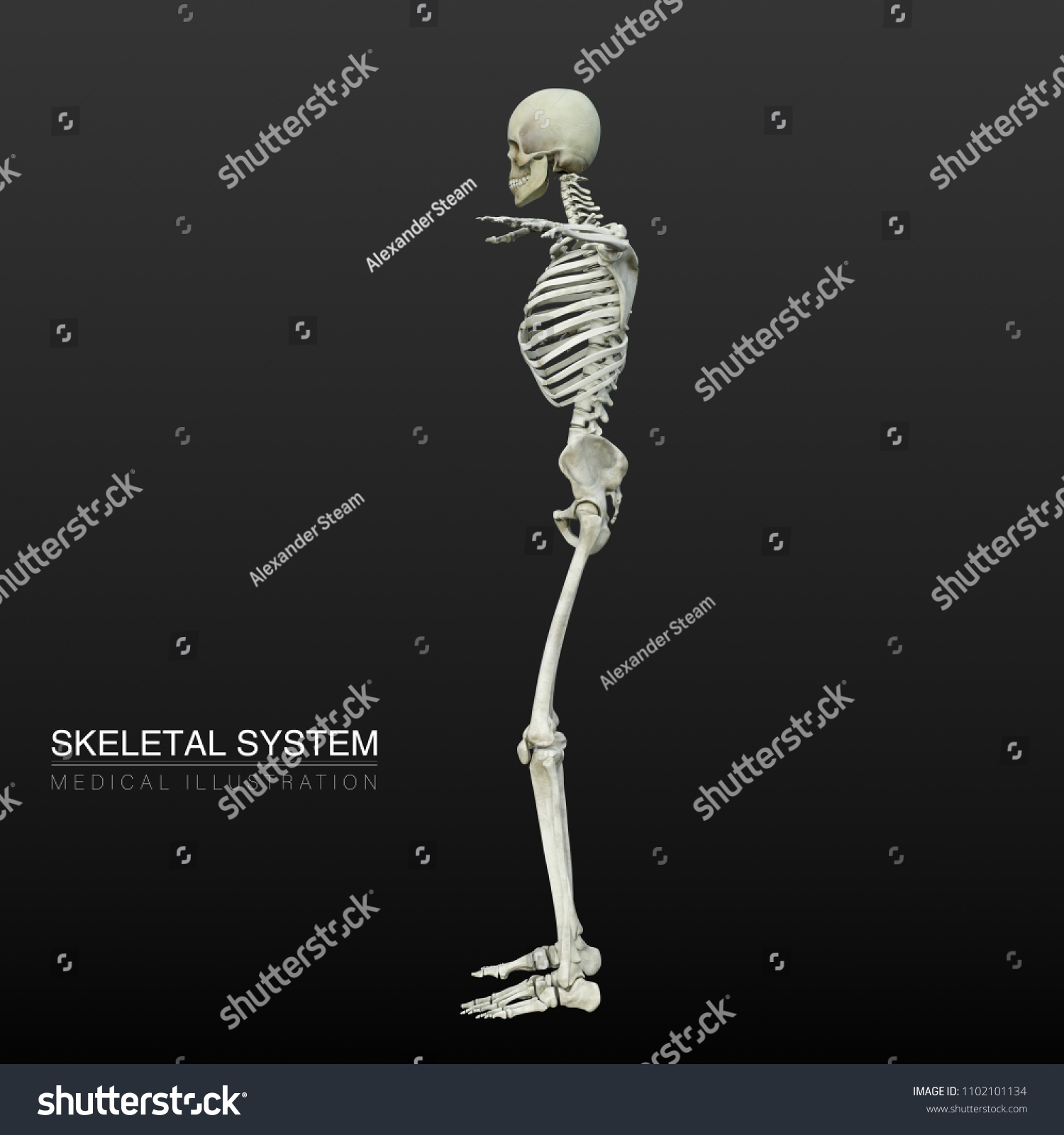 Skeletal System Side View Human Skeleton Stock Illustration 1102101134