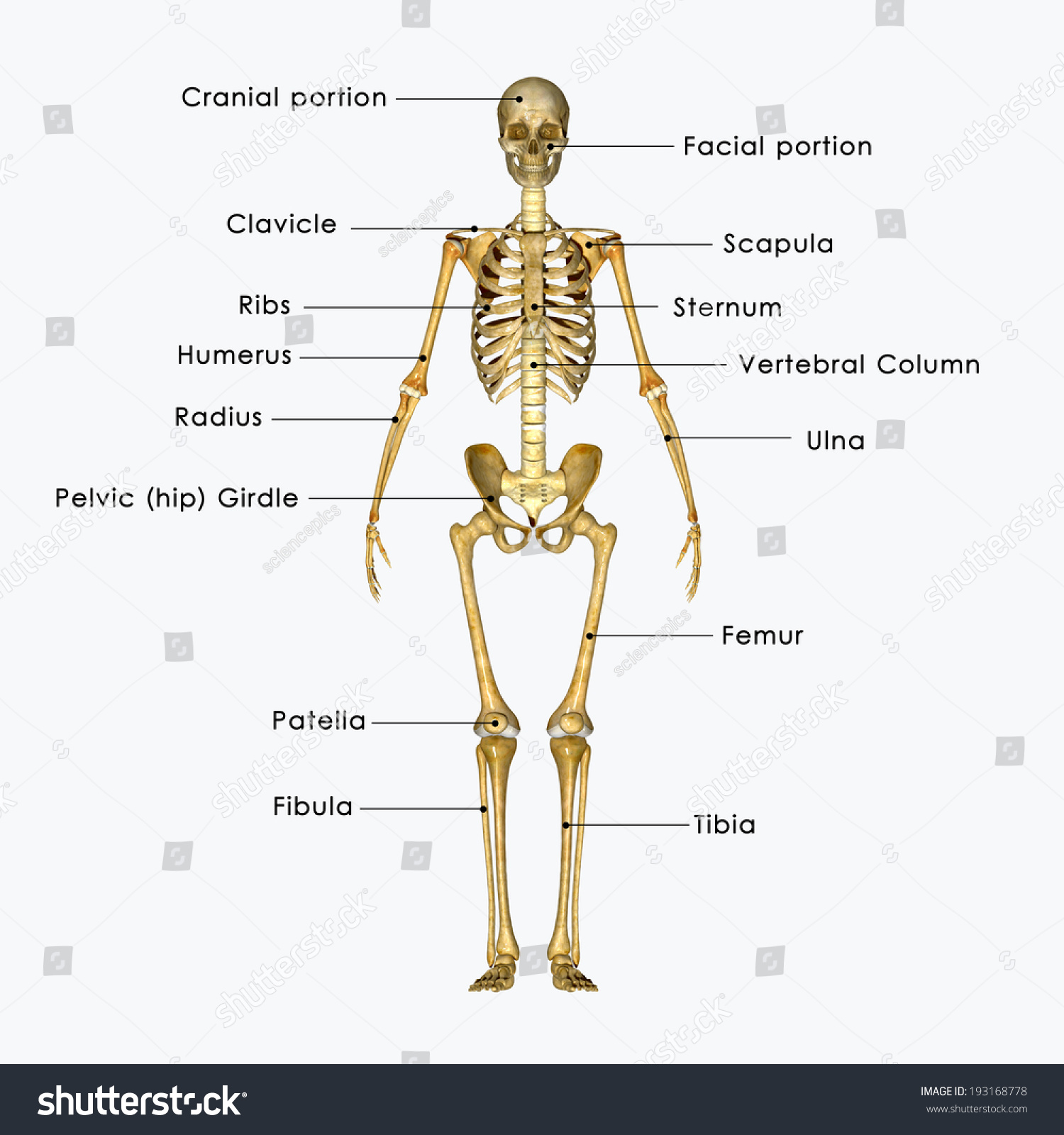 Skeleton Stock Photo 193168778 : Shutterstock