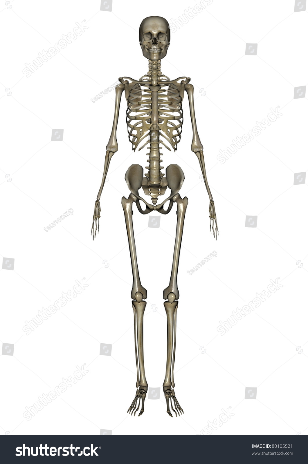 Skeleton Stock Photo 80105521 : Shutterstock