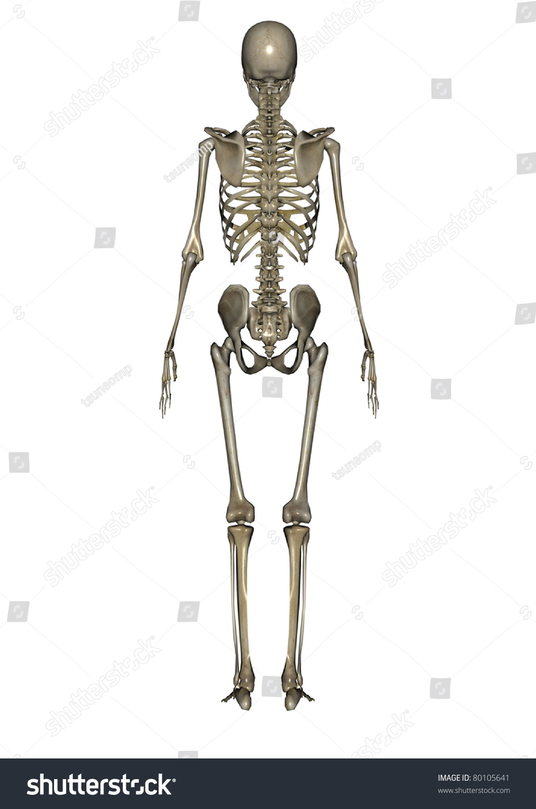 Skeleton Stock Photo 80105641 : Shutterstock