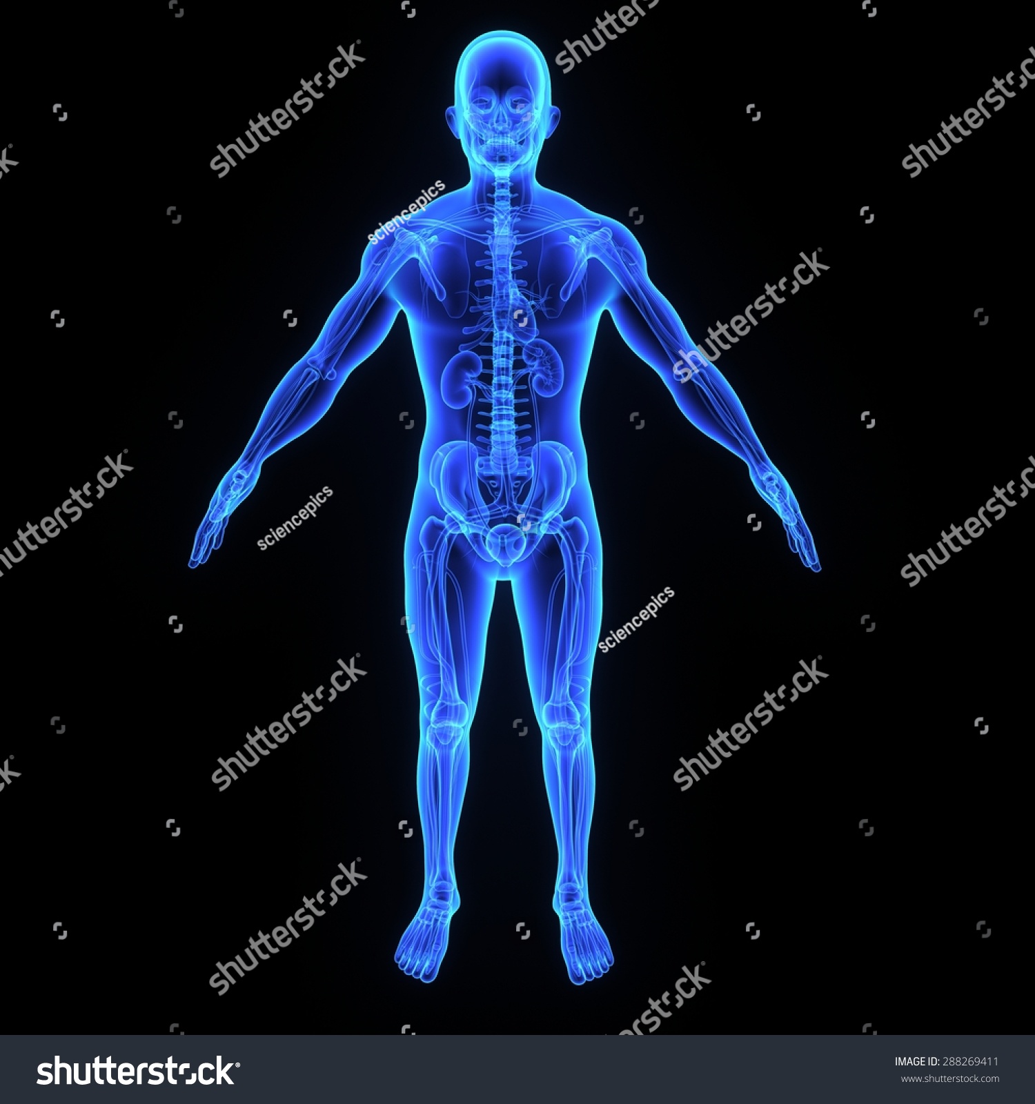 Skeleton Anatomy Stock Photo 288269411 : Shutterstock