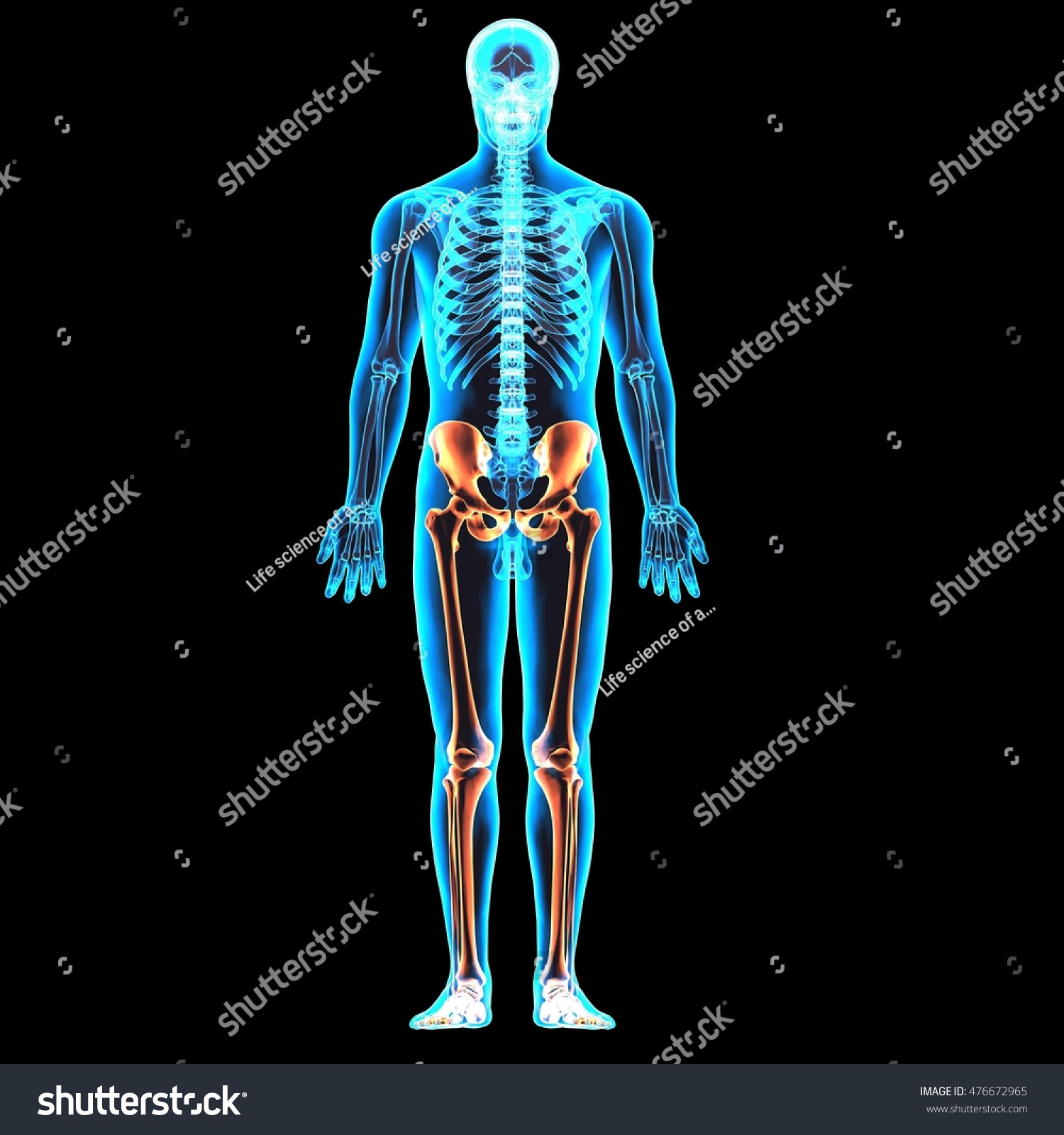 Skeleton Anatomy.3d Stock Photo 476672965 : Shutterstock