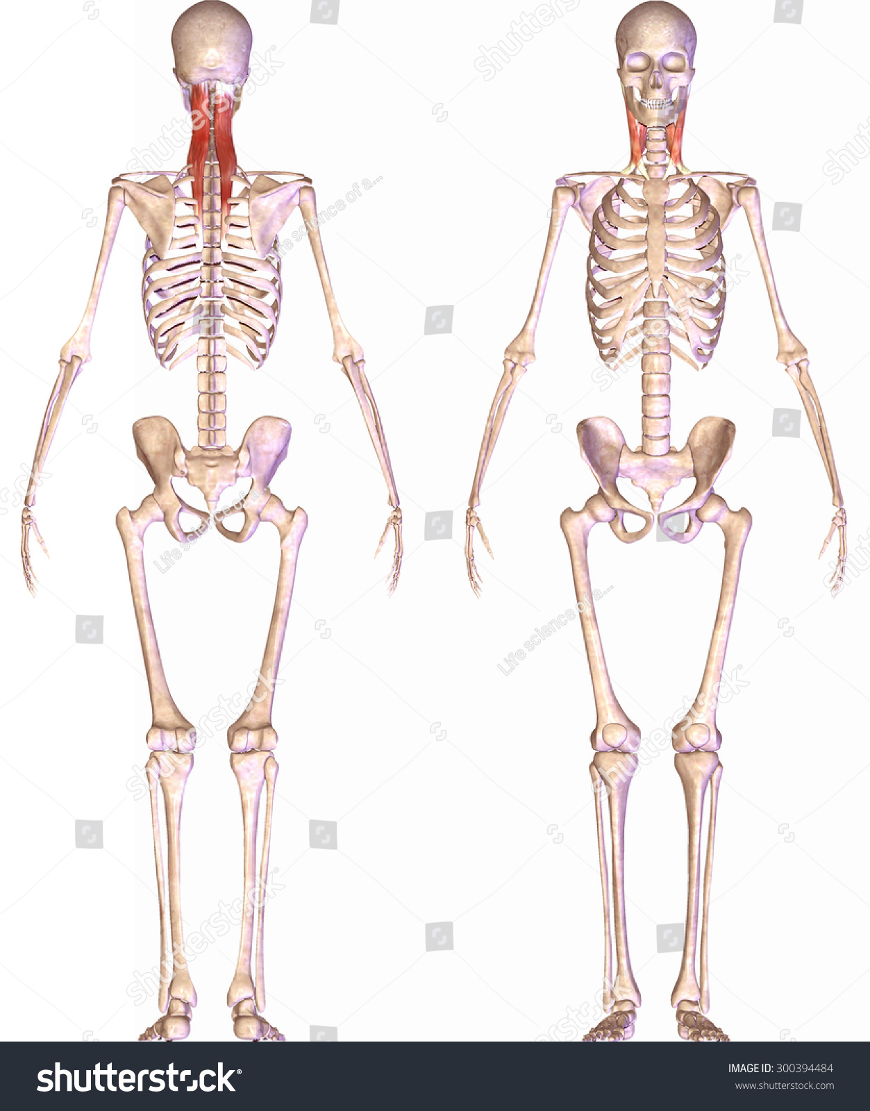 Skeleton Body Muscle Stock Photo 300394484 : Shutterstock