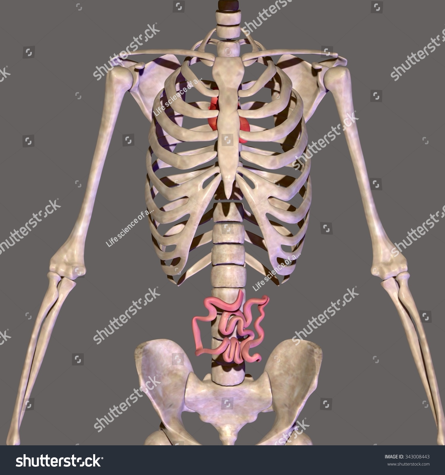 Skeleton Body Parts Stock Photo 343008443 : Shutterstock