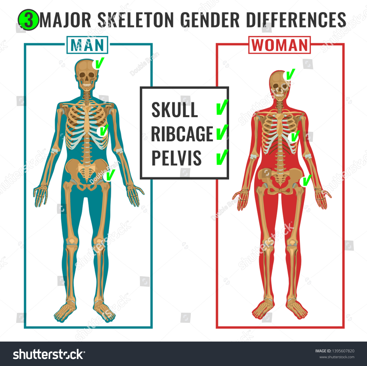 Skeleton Differences Poster Male Comparison Female 