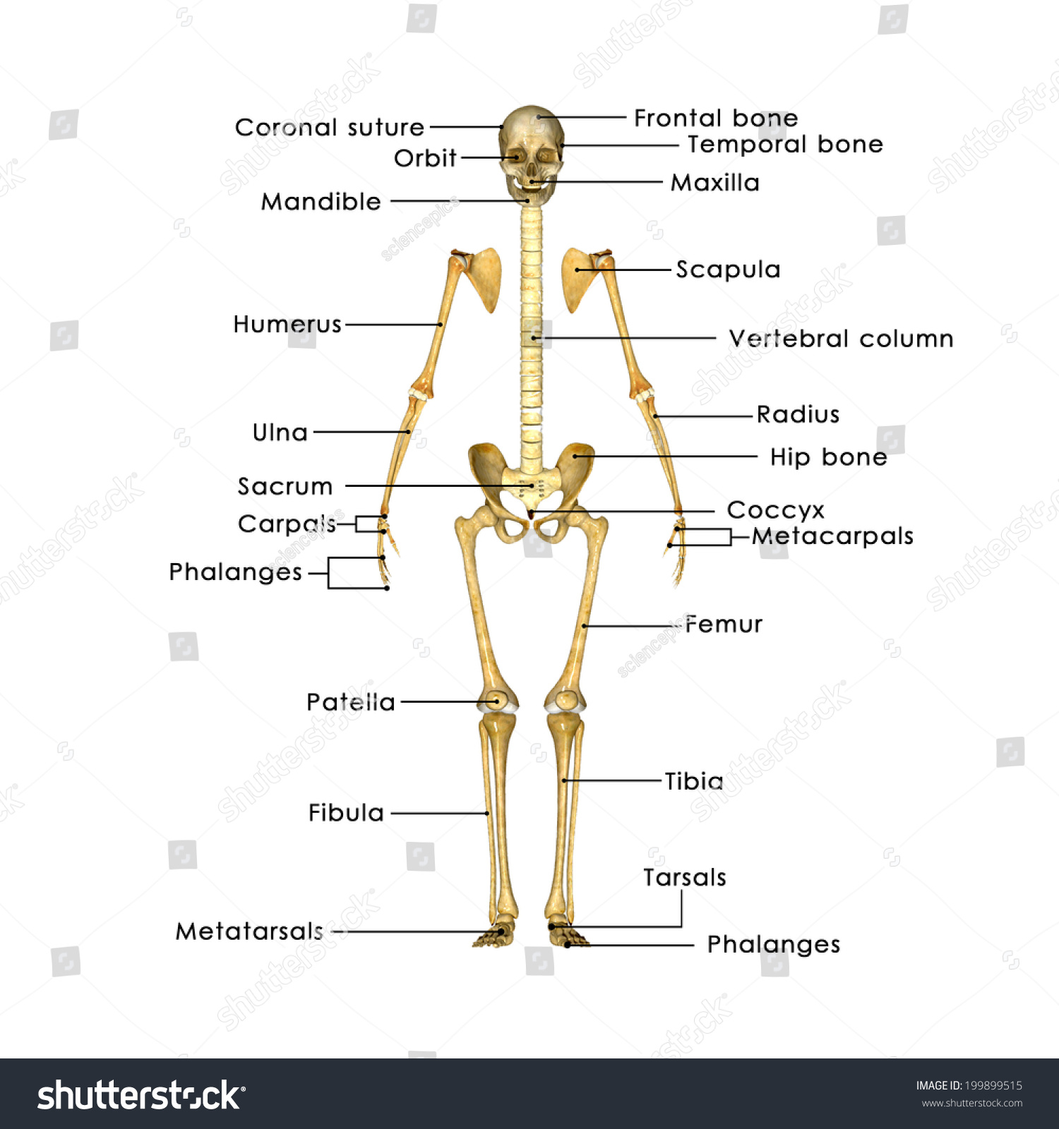 Skeleton Labelled Stock Illustration 199899515 - Shutterstock