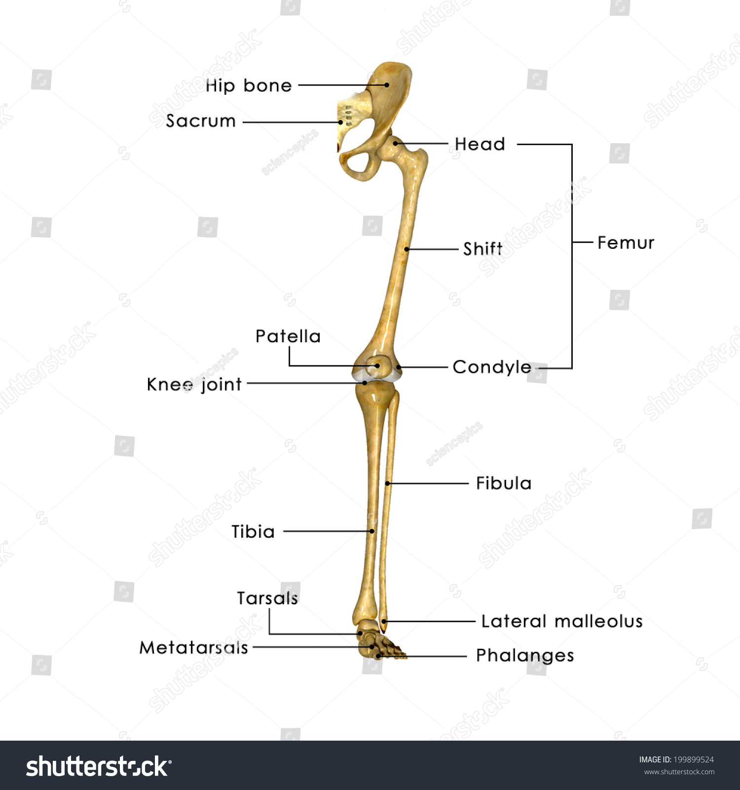 Skeleton Leg Labelled Stock Illustration 199899524 - Shutterstock