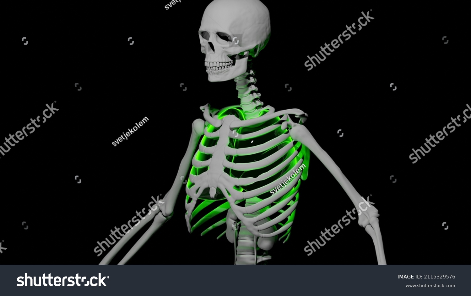 Skeleton Adult Man Red Lungs Shown Stock Illustration 2115329576 ...