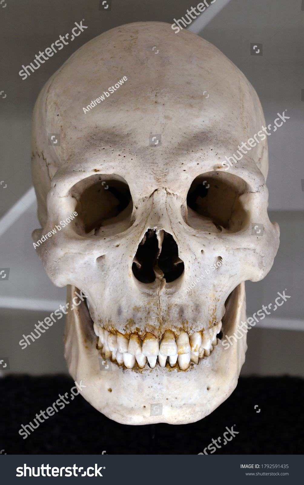 Skeleton Asian Race Skull Stock Photo Edit Now