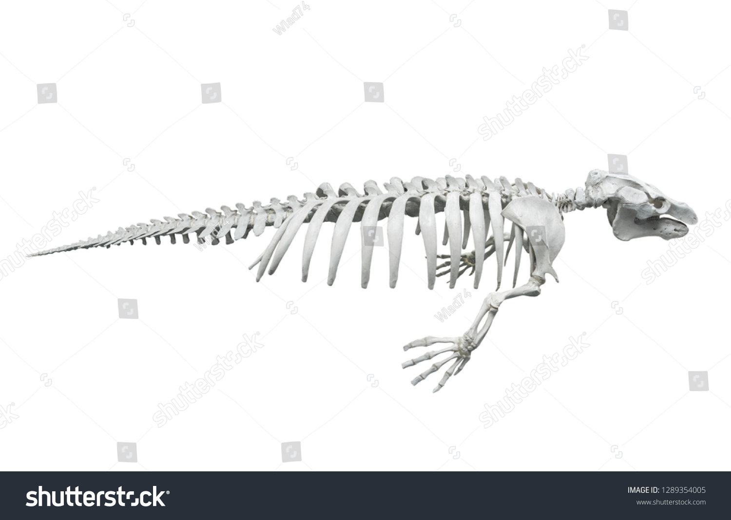 5,127 Seal skeleton Images, Stock Photos & Vectors | Shutterstock