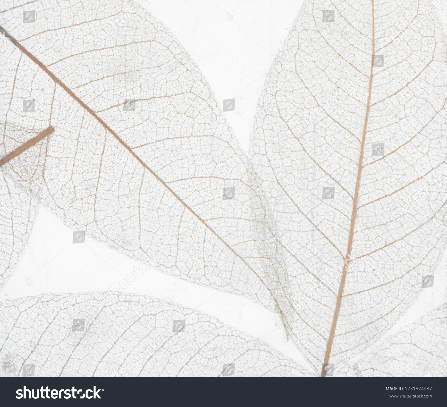 210,645 Dry leaf detail Images, Stock Photos & Vectors | Shutterstock