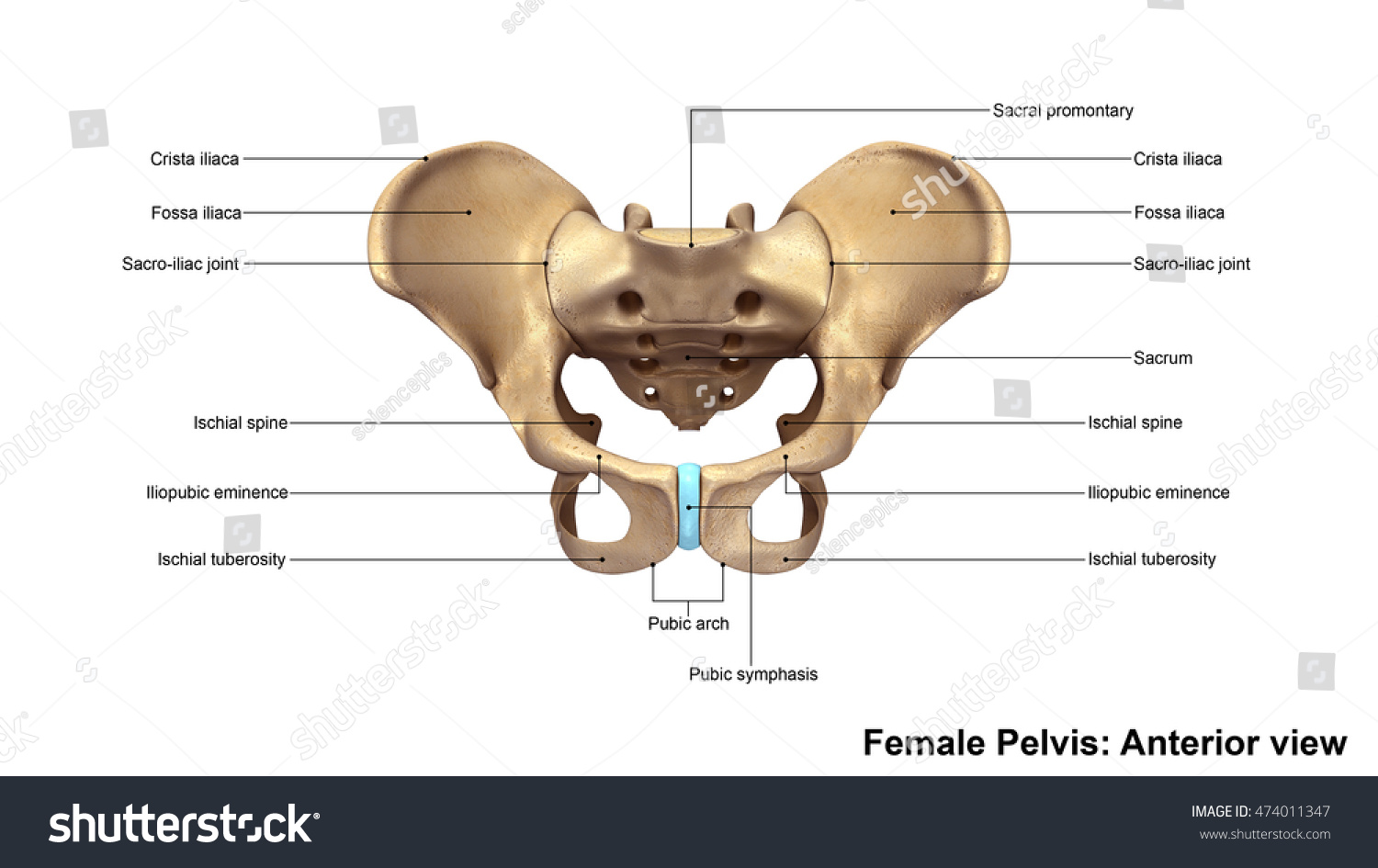 Skeleton Pelvis Anterior View 3d Illustration - 474011347 : Shutterstock