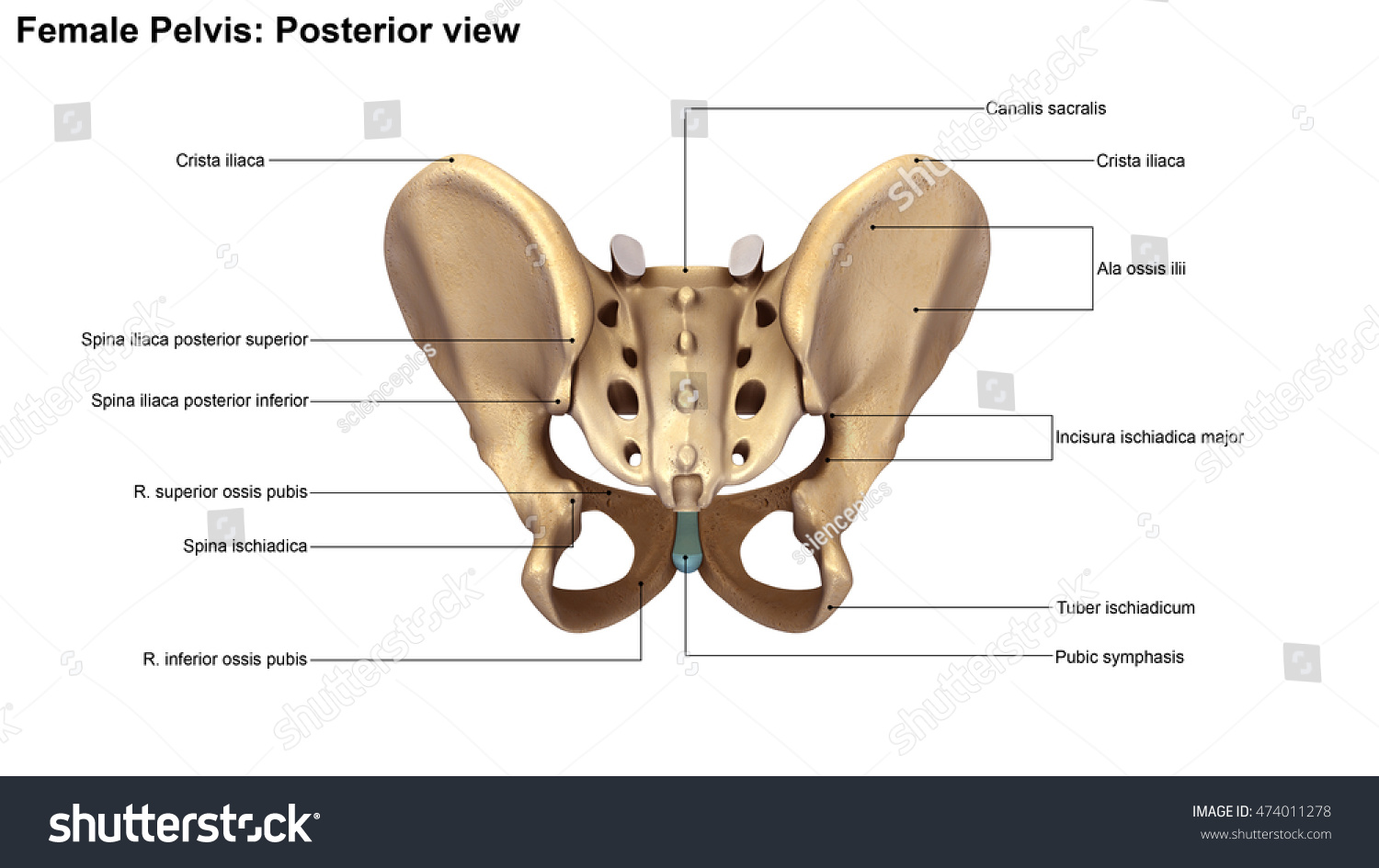 Skeleton Pelvis Posterior View 3d Illustration - 474011278 : Shutterstock