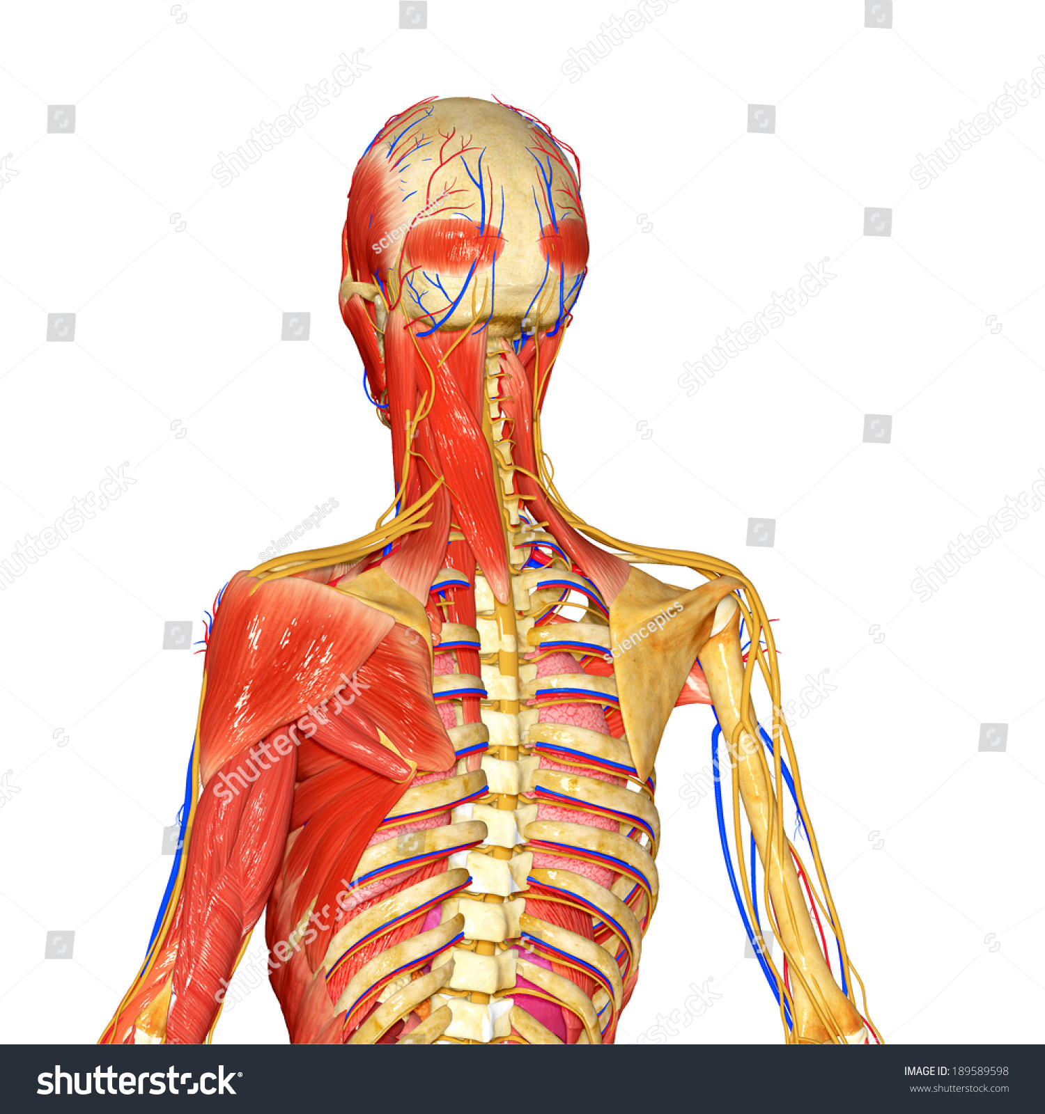 Skeleton With Muscles Stock Photo 189589598 : Shutterstock